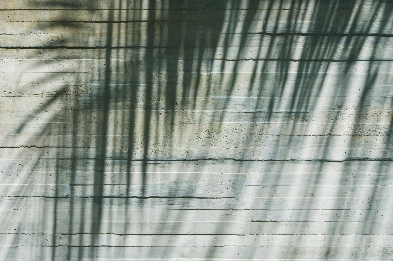 Palm shadows across a board-formed concrete wall in daylight